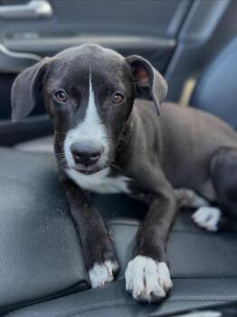 Lilly -  Mixed Breed Dog Available for Adoption in Miami Shores, Florida - Lilly | PetCurious