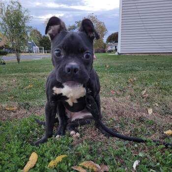 Rescue Boston Terrier and Pit Bull Terrier Dogs for Adoption in Hamilton Township, New Jersey - LANEY | PetCurious