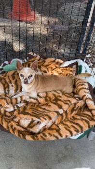 Max -  Chihuahua and Mixed Breed Dog for Adoption in Ontario, California - Max | PetCurious