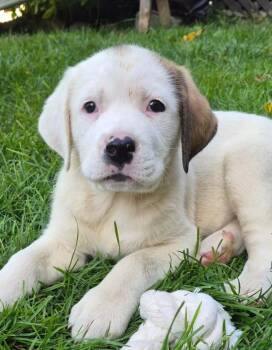 Pringle -  Great Pyrenees and Bulldog Dog for Adoption in Bancroft, Ontario - Pringle | PetCurious