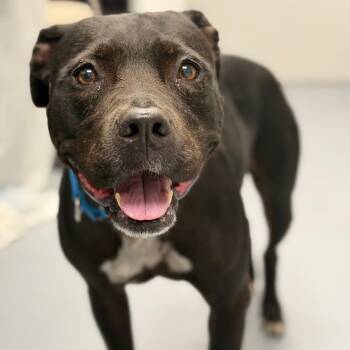 Ayla -  Mixed Breed Dog for Adoption in Sarasota, Florida - Ayla | PetCurious