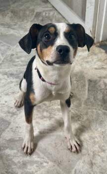 Moo Moo -  Chihuahua Dog for Adoption in Cando, North Dakota - Moo Moo | PetCurious
