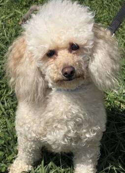 Bichon Frise and Poodle Dogs Available for Adoption - Dwight | PetCurious