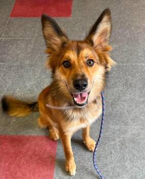 Spike Spiegel -  German Shepherd Dog and Border Collie Dog for Adoption in Sedalia, Colorado - Spike Spiegel | PetCurious