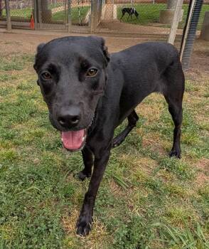 Labrador Retriever Dogs Available for Adoption in Plano, Texas - Cane A217387 | PetCurious