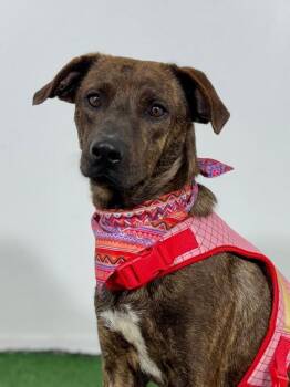 Lola-One of our Amazing Rescue Dogs -  Mountain Cur and Labrador Retriever Dog for Adoption in Carlsbad, California - Lola-One Of Our Amazing Rescue Dogs | PetCurious