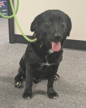 Rescue Black Labrador Retriever and Corgi Dogs for Adoption in Dallas, Texas - Tiny Tim | PetCurious