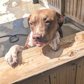 Cruiser -  Mixed Breed Dog for Adoption in Freeport, Florida - Cruiser | PetCurious