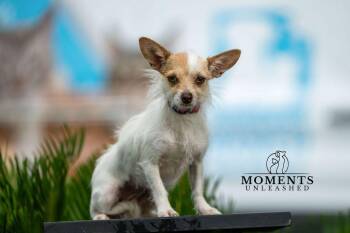 Tiny -  Chihuahua Dog for Adoption - Tiny | PetCurious