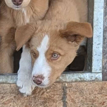 Rescue Husky Dogs for Adoption in Grand Junction, Colorado - Male Rez Husky 2 | PetCurious