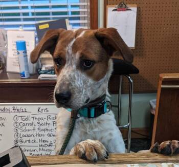 Rescue Treeing Walker Coonhound and Australian Cattle Dog Blue Heeler Dogs for Adoption in Chesapeake, Virginia - Hobart | PetCurious
