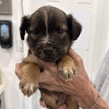 Rumor -  Chihuahua and Mixed Breed Dog for Adoption in Sacramento, California - Rumor | PetCurious