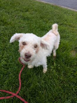 Bacon -  Miniature Poodle Dog for Adoption in Vaudreuil-dorion, Quebec - Bacon | PetCurious
