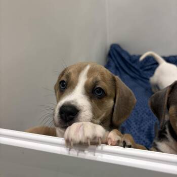 Beagle and Mixed Breed Dogs Available for Adoption in Pinellas Park, Florida - Sophia | PetCurious