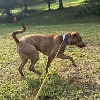 Chaco -  Mixed Breed and American Staffordshire Terrier Dog for Adoption in Blairsville, Georgia - Chaco | PetCurious