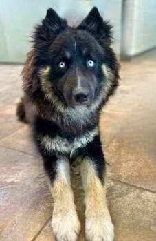 Australian Shepherd and Husky Dogs Available for Adoption in Cottonwood, Arizona - Luka | PetCurious