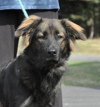 Rescue German Shepherd Dog Dogs for Adoption in Canfield, Ohio - APOLLO | PetCurious