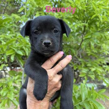 Chihuahua and Mixed Breed Dogs Available for Adoption in Wadena, Minnesota - Beverly | PetCurious