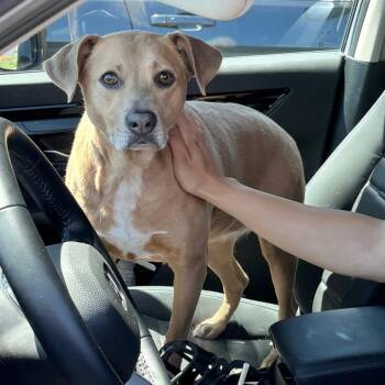 Luna Star -  Shepherd and Pit Bull Terrier Dog for Adoption in Philadelphia, Pennsylvania - Luna Star | PetCurious