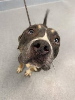 CODY -  Pit Bull Terrier Dog for Adoption in Indianapolis, Indiana - CODY | PetCurious