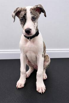 Smokey -  Catahoula Leopard Dog Dog for Adoption in Kemp, Texas - Smokey | PetCurious