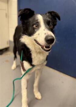 Border Collie and Shetland Sheepdog Sheltie Dogs Available for Adoption in Peoria, Illinois - GOOGLE | PetCurious