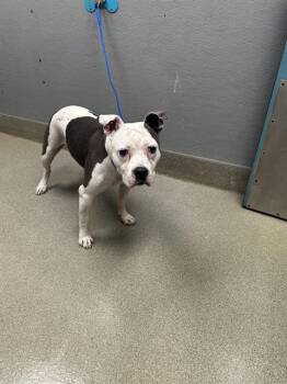 Rescue Pit Bull Terrier Dogs for Adoption in Las Vegas, Nevada - GIGI | PetCurious