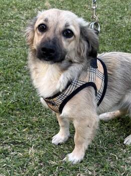 MAX -  Tibetan Spaniel Dog for Adoption in Bell Gardens, California - MAX | PetCurious