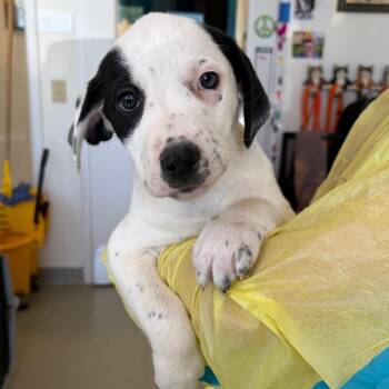 Allis -  Catahoula Leopard Dog and Mixed Breed Dog for Adoption in Nashville, Tennessee - Allis | PetCurious