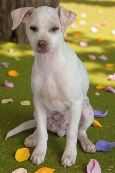 Rescue Chihuahua and Dachshund Dogs for Adoption in Madera, California - Spud | PetCurious