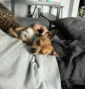 Finn -  Chihuahua Dog for Adoption in Denver, Colorado - Finn | PetCurious