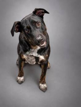 Bodi -  Pit Bull Terrier and Mixed Breed Dog for Adoption in Bowling Green, Kentucky - Bodi | PetCurious