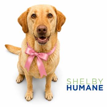 Banana Bread -  Mixed Breed Dog for Adoption in Columbiana, Alabama - Banana Bread | PetCurious