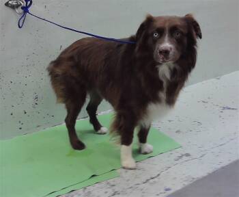 ATTICUS -  Australian Shepherd and Mixed Breed Dog for Adoption in Houston, Texas - ATTICUS | PetCurious