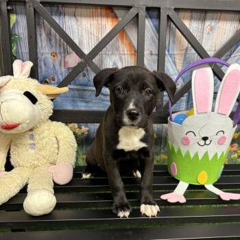 Butter -  Mixed Breed Dog for Adoption in Pauls Valley, Oklahoma - Butter | PetCurious
