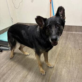 Bella -  German Shepherd Dog Dog for Adoption in Pasadena, California - Bella | PetCurious