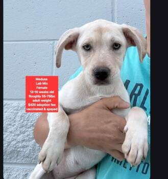 Medusa -  Labrador Retriever Dog for Adoption in Oviedo, Florida - Medusa | PetCurious