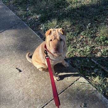 Solara -  Shar Pei Dog for Adoption in Pflugerville, Texas - Solara | PetCurious
