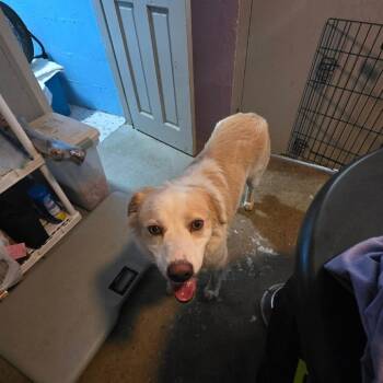 TNGC-Stray-1297 -  Australian Shepherd Dog for Adoption in Pulaski, Tennessee - TNGC-Stray-1297 | PetCurious