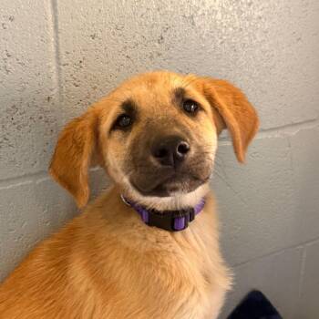 Brittany -  Anatolian Shepherd Dog for Adoption in Goleta, California - Brittany | PetCurious