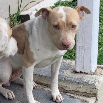 NALA -  American Staffordshire Terrier Dog for Adoption in San Antonio, Texas - NALA | PetCurious