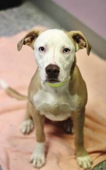 Tucson in NH. Come Meet our Adoptable Dogs Wednesday-Saturday. M -  Terrier Dog for Adoption in Manchester, New Hampshire - Tucson In NH. Come Meet Our Adoptable Dogs Wednesday-Saturday. M | PetCurious