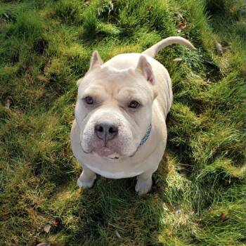 Pit Bull Terrier Dogs Available for Adoption in Spokane, Washington - Cookie | PetCurious
