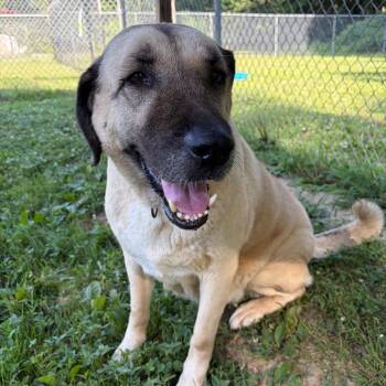 Dough (found with Cookie) -  Anatolian Shepherd Dog for Adoption in Wilmington, Delaware - Dough (found With Cookie) | PetCurious