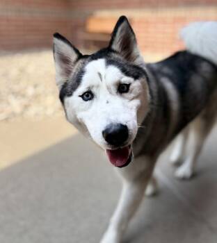 Kira -  Siberian Husky Dog for Adoption in Sioux City, Iowa - Kira | PetCurious