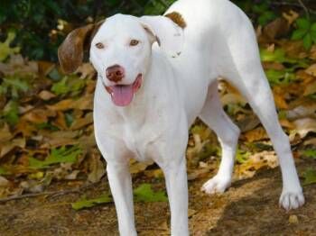 ITZY -  Labrador Retriever and Mixed Breed Dog for Adoption in Tallahassee, Florida - ITZY | PetCurious