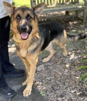 JB -  German Shepherd Dog Dog for Adoption in Midland, Virginia - JB | PetCurious