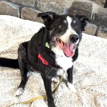 Biscuits -  Border Collie Dog for Adoption in Petaluma, California - Biscuits | PetCurious