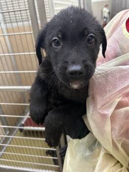 Asher -  Mixed Breed Dog for Adoption in Hobbs, New Mexico - Asher | PetCurious