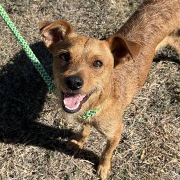 Rescue Border Terrier and Jack Russell Terrier Dogs for Adoption in San Antonio, Texas - Jack | PetCurious